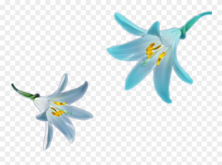 3000 X 2000 0 - Cluster-lilies Clipart