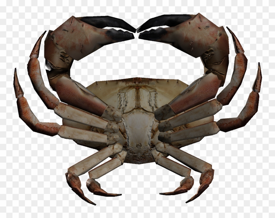 Dungeness Crab Clipart