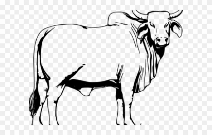 Cattle Clipart Lembu - Bull Black And White Clip Art - Png Download