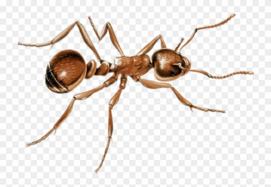 This Png File Is About An - Ants Clipart