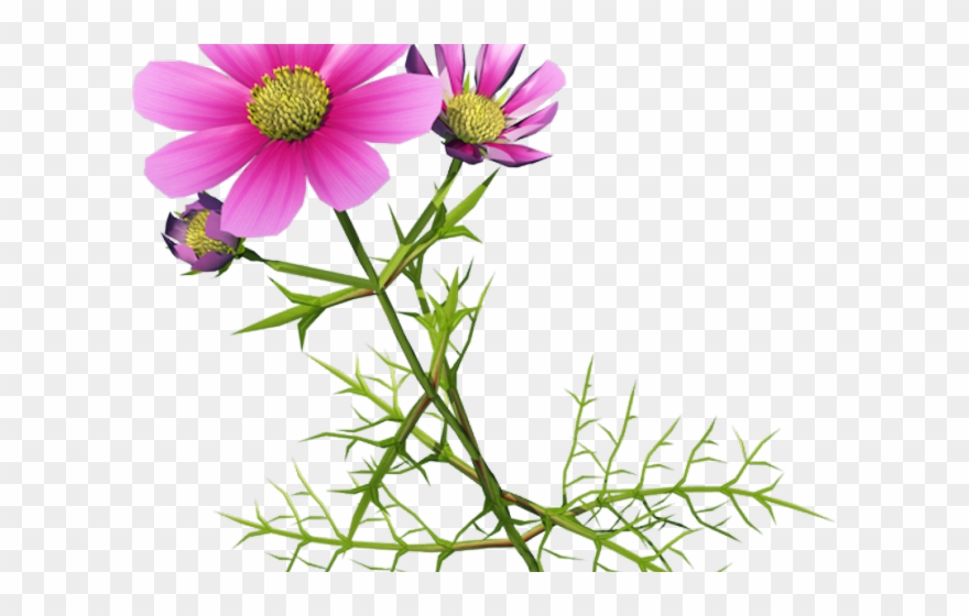 Cosmos Clipart Flower Garden - Chrysanthemum - Png Download