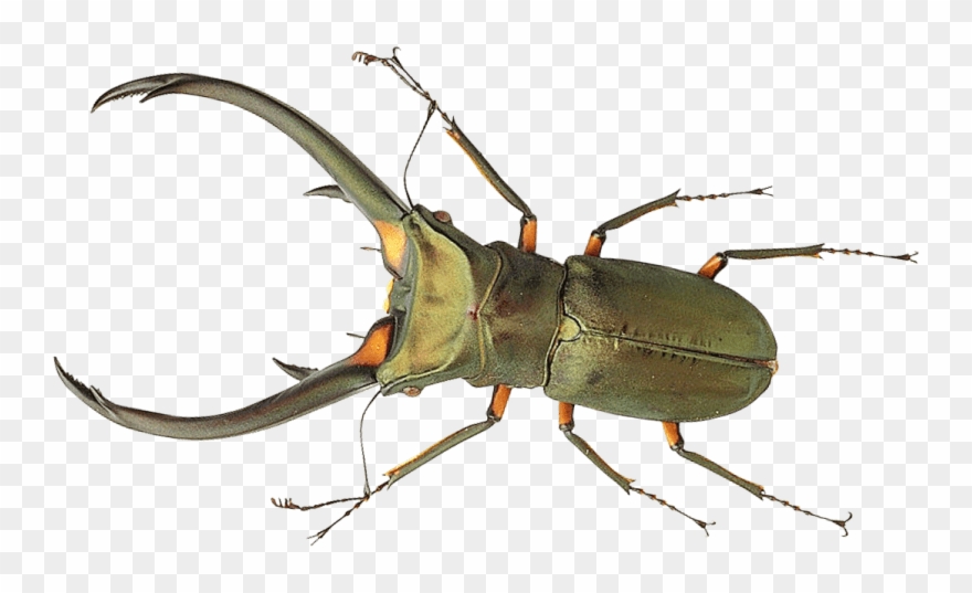 Download Bug Png Images Background - Bug Png Clipart