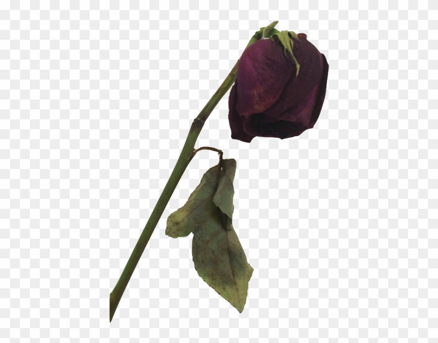 500 X 667 4 - Dead Flower Png Clipart