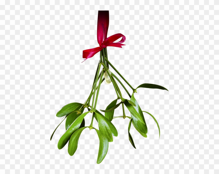 Mistletoe Png - Mistletoe Clipart
