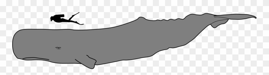 2000 X 473 2 - Sperm Whale Vs Human Size Clipart