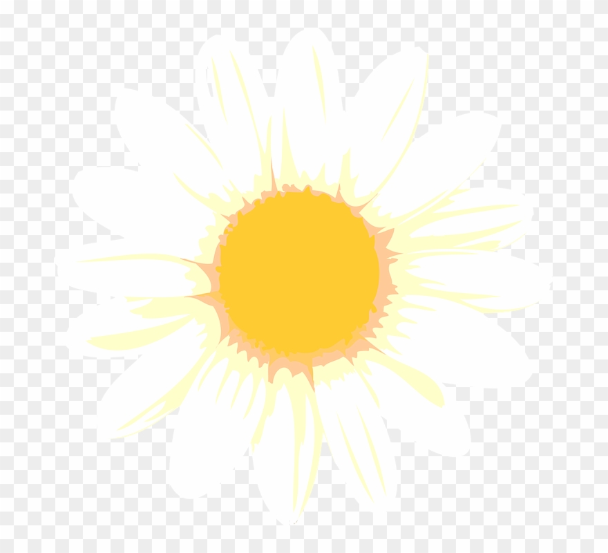 Camomile Flower Free Png Transparent Images Free Download - Simple White Rangoli Clipart