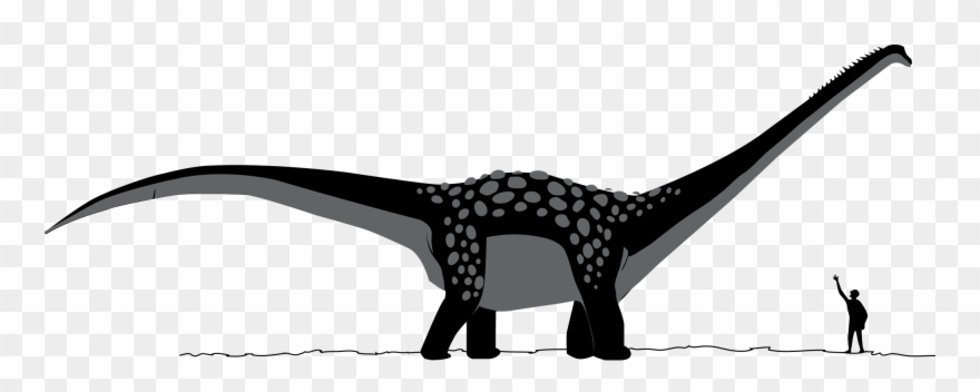File Antarctosaurus Wikimedia Commons - Dinosaur To Human Size Comparison Clipart
