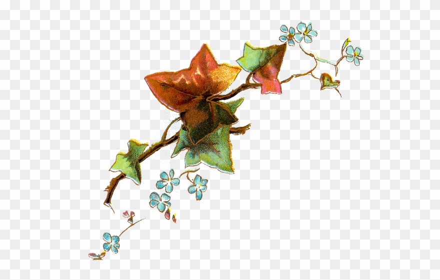 Forget Me Not Clipart Transparent - Forget Me Notes Antiqueimages Blogspot - Png Download