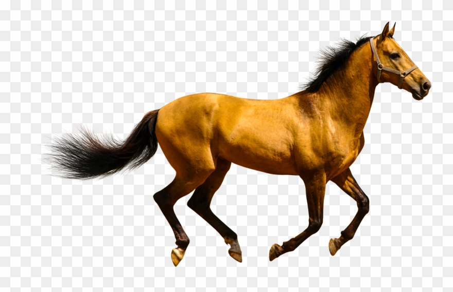 Animals Clipart Png,cartoon Animals Png,cute Animal Transparent Png