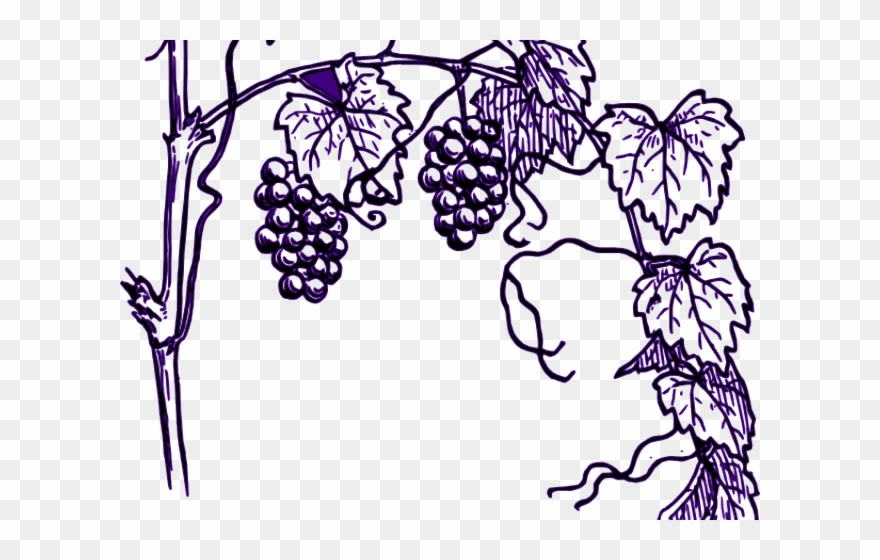 Grapes Clipart Vine Clip Art - Grape Plant Clipart - Png Download