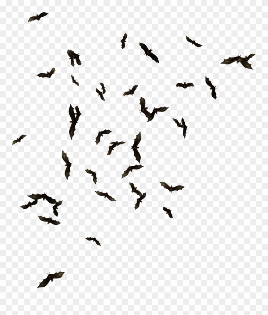 1000 X 1130 12 - Swarm Of Bats Png Clipart
