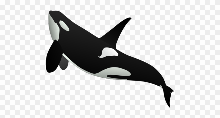Killer Whale Clipart Simple - Killer Whale Full Body - Png Download