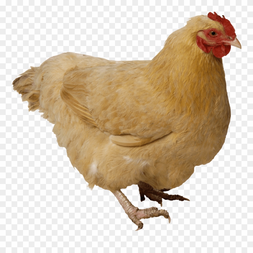 Chicken Animal - Chicken Transparent Clipart