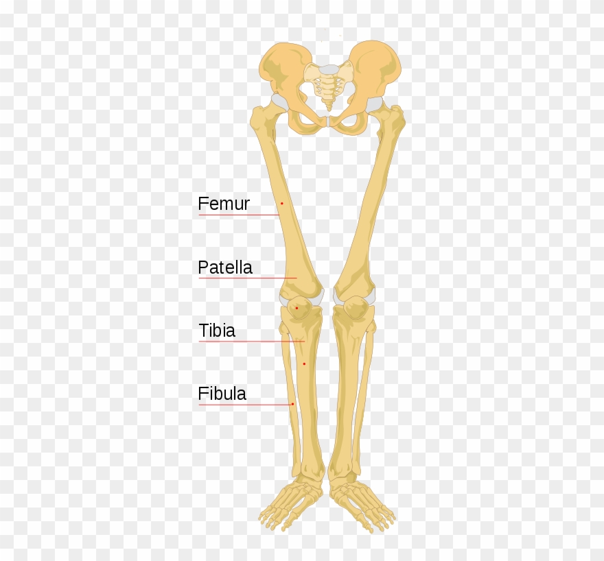 File Human Bones Labeled - Labeled Leg Bone Diagram Clipart