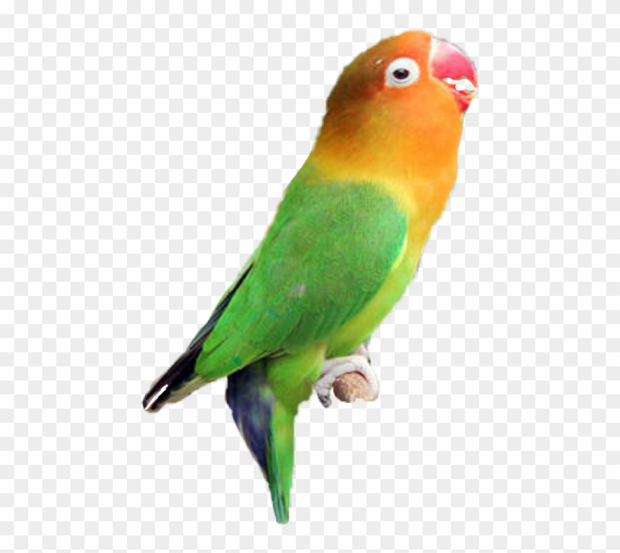 Lovebird Clipart