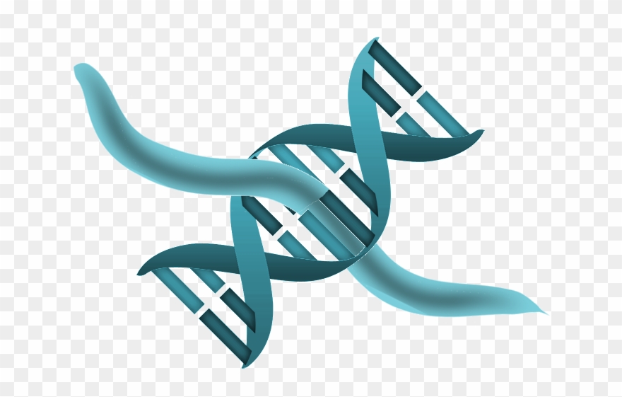Dna Icon Clipart