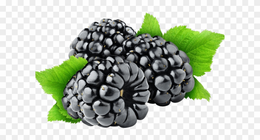 Blueberry Clipart Blackberry Bush - Blackberry Fruit Png Transparent Png