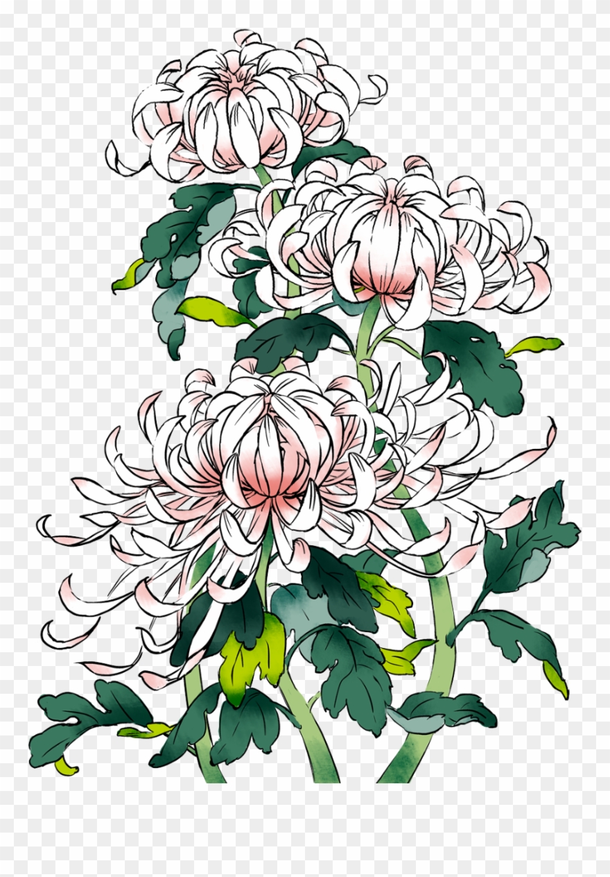 Picture Download Chrysanthemums Drawing Sketch - Pixiv Flower Clipart