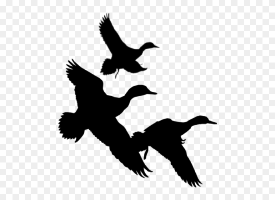 Png Free Library Flying Silhouette At Getdrawings Com - Ducks Flying Black And White Clipart