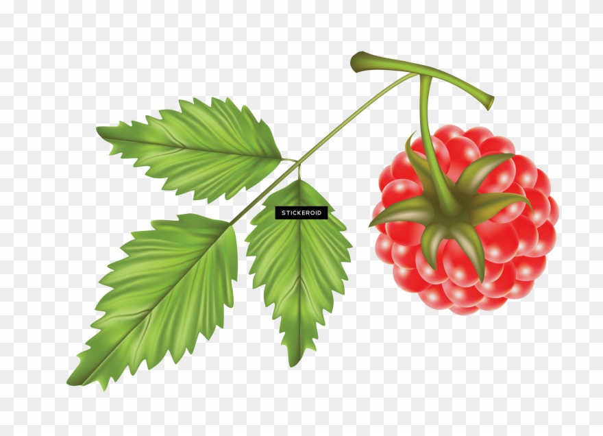 Rraspberry Raspberry - Raspberry Vector Clipart