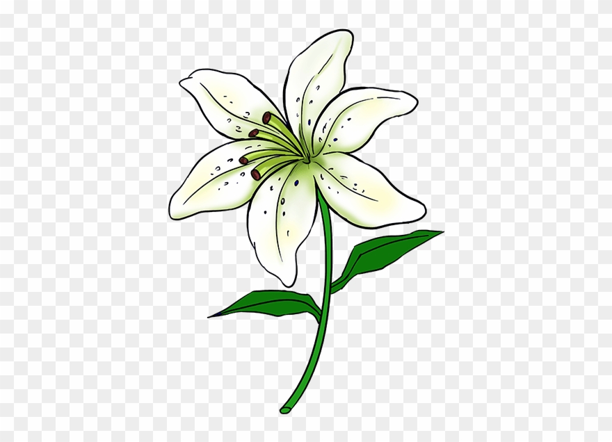 C Monogram Clipart - Lily Flower Drawing Easy - Png Download