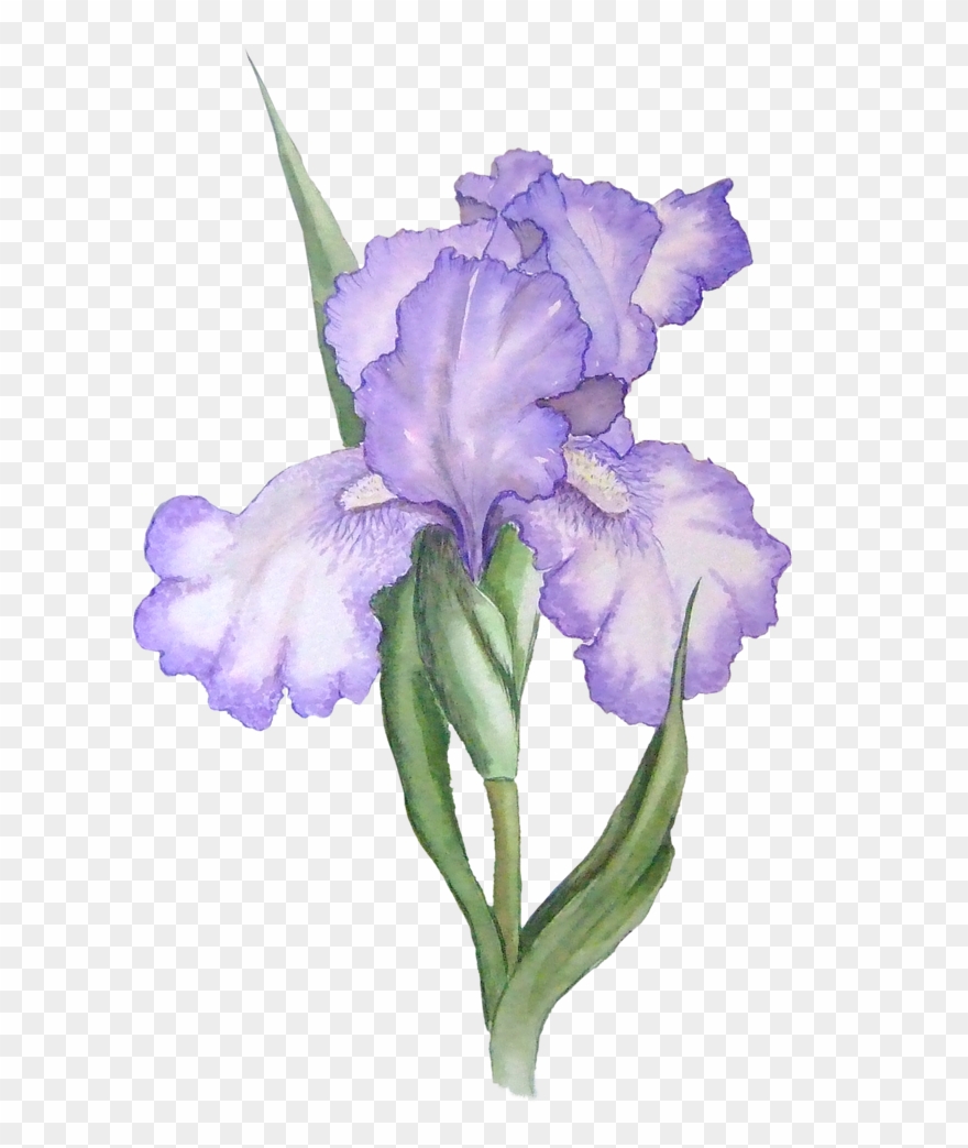 Flower Clip Art Free - Iris Flower Transparent Background - Png Download