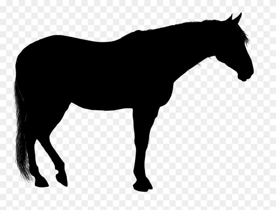 Download American Quarter Horse American Paint Horse Stallion ...