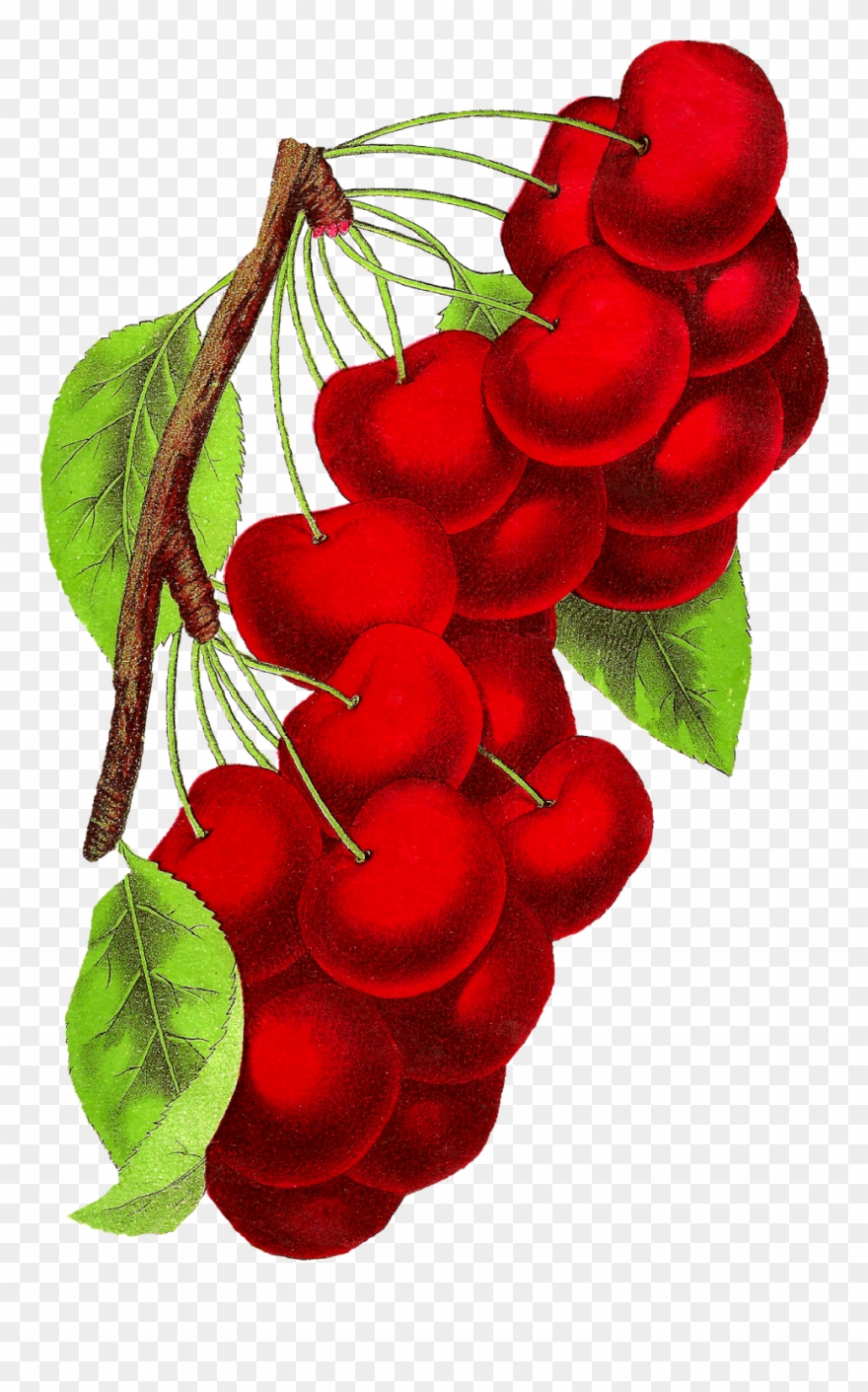 Botanical Art Cherry Fruit Illustration Vintage Digital - Botanical Illustration Clipart