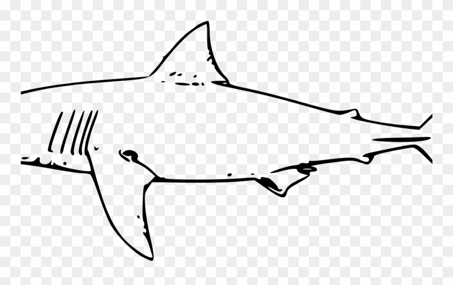 Bull Shark Clipart Line Drawing Pencil And In Color - Great White Shark Line Art - Png Download