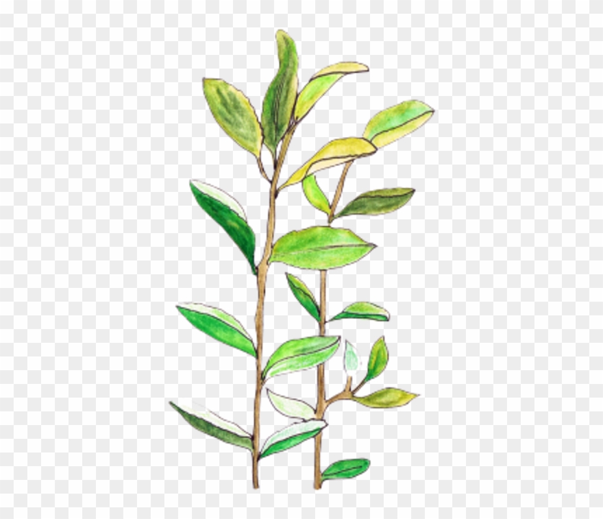 Ceiaxostickers Aesthetic Indie Boho Transparent Background - Aesthetic Plants Transparent Clipart