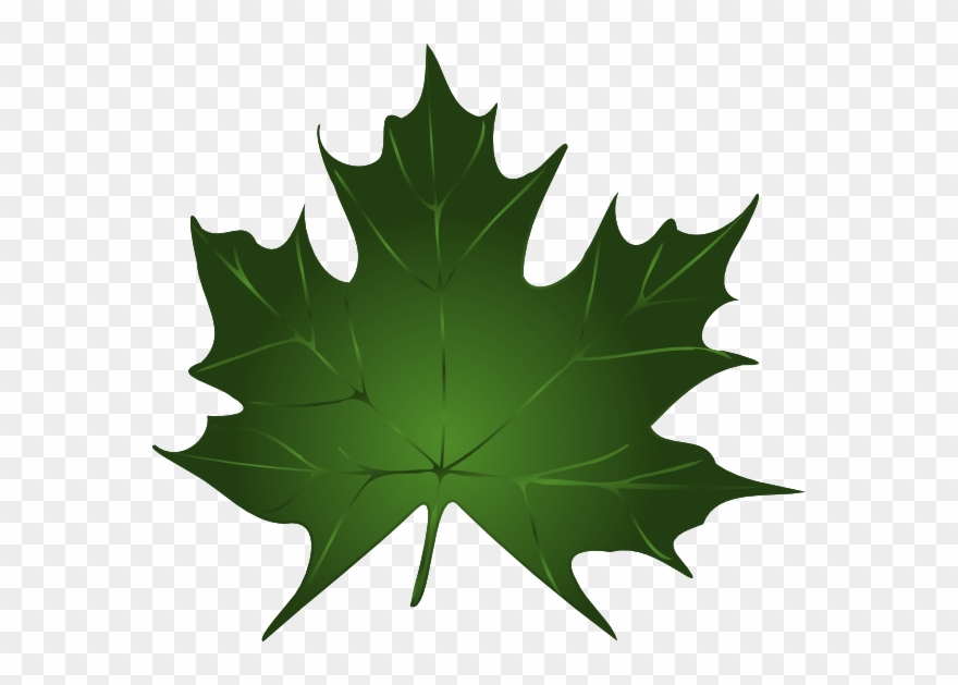 Green Maple Leaf Clipart Kid - Vector Graphics - Png Download