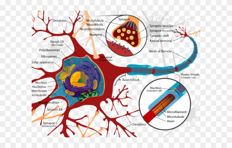 Synapse Clipart Neuron - Neuron Membrane - Png Download