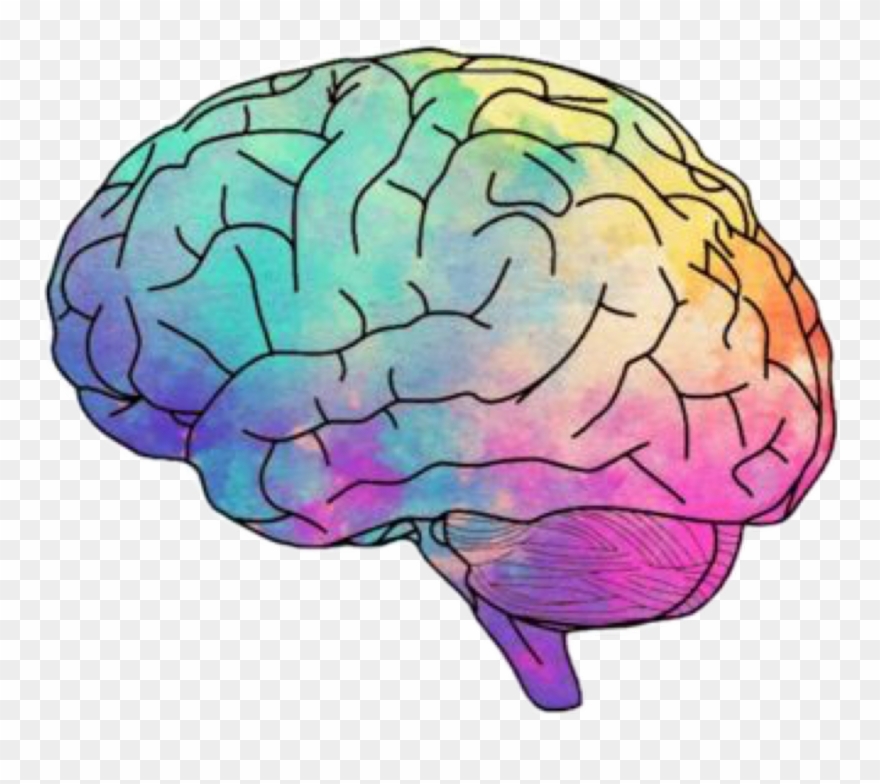 Scbrain Sticker - Brain Clipart Transparent Background - Png Download