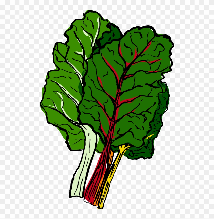 Chard - Cauliflower Clipart