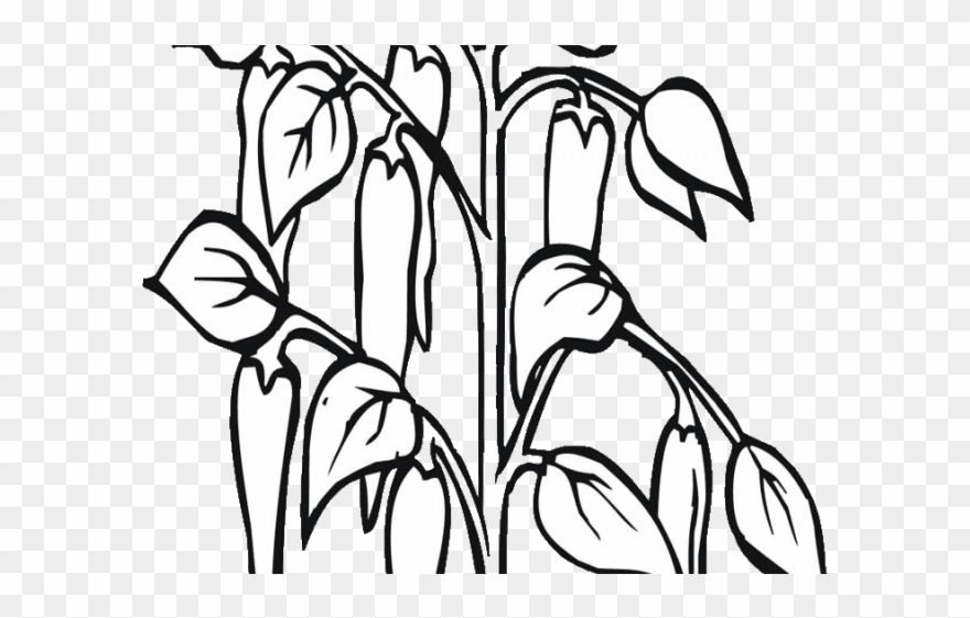Pepper Clipart Black And White - Drawings Of Chilli Plant - Png Download