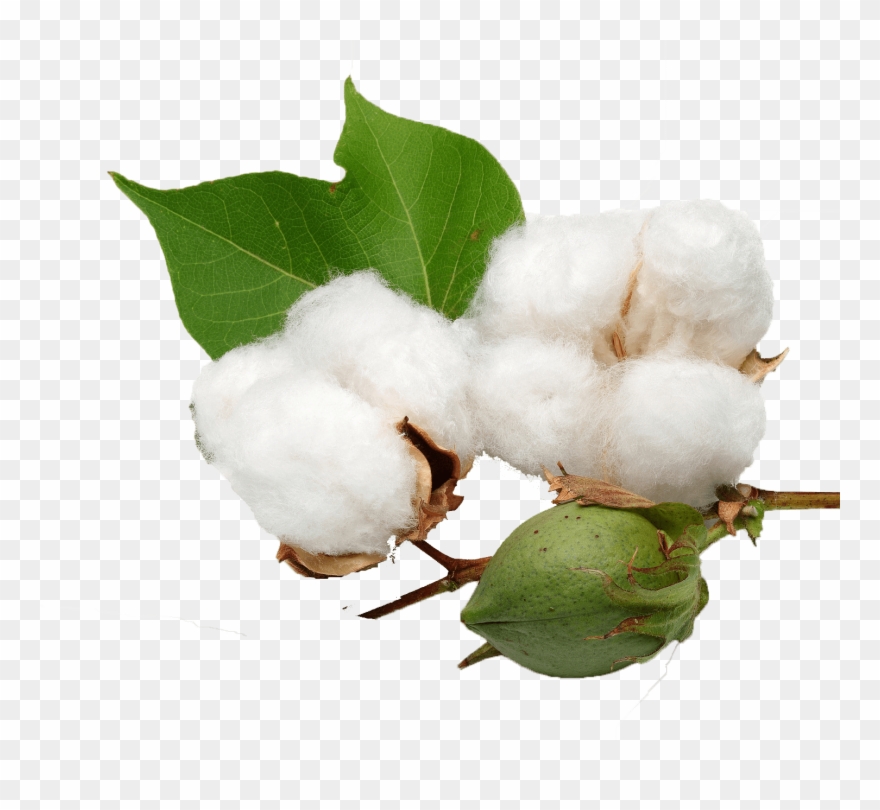 Cotton & Transparent - Cotton Plant Transparent Background Clipart
