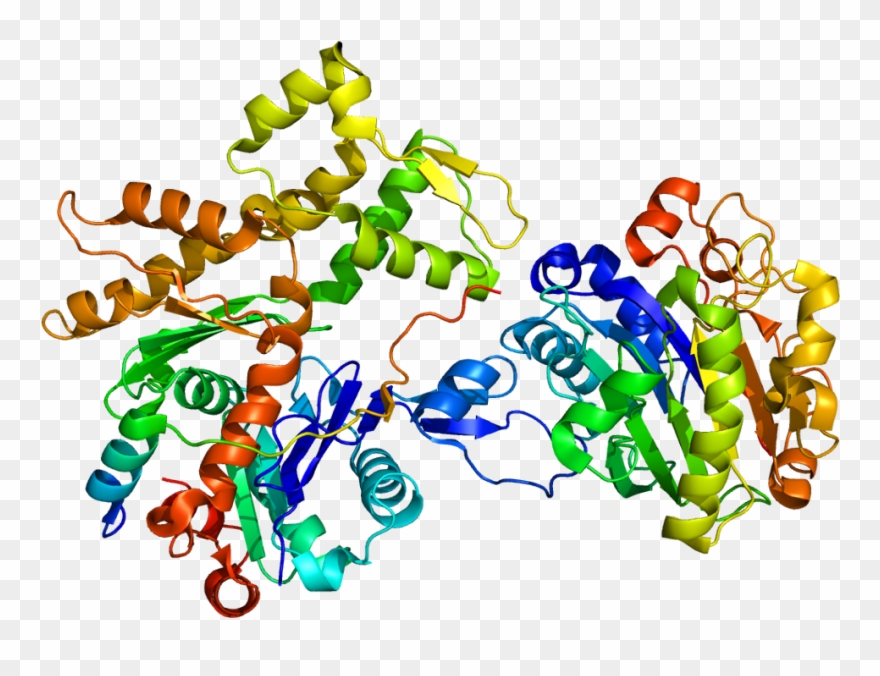 Wiskott Aldrich Syndrome Protein Structure Clipart