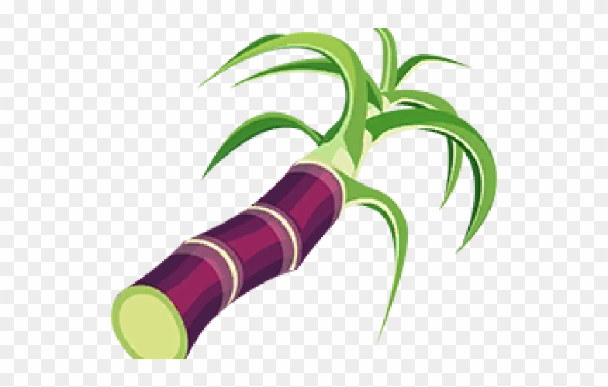 Tree Clipart Sugarcane - Png Download