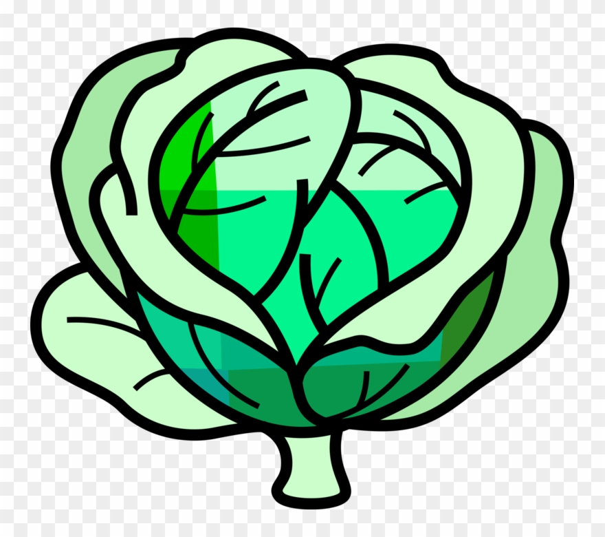 Vector Illustration Of Leafy Green Cabbage Edible Vegetable - Kohl Clipart - Png Download