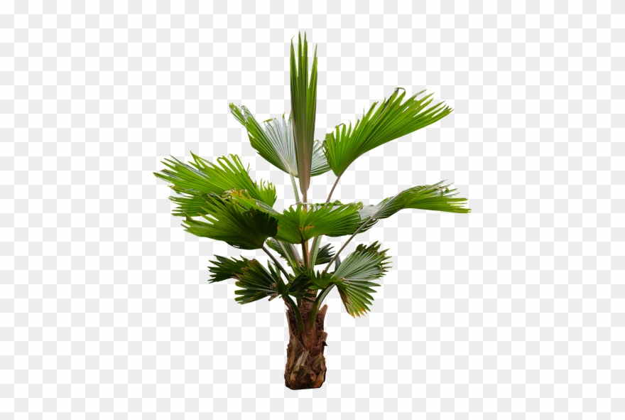 Palm Frond Png - Palm Trees Clipart