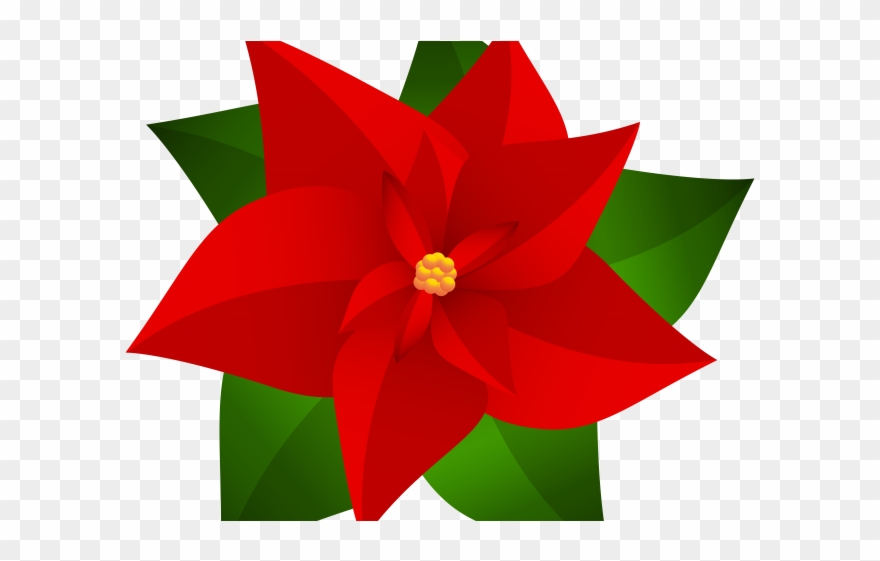 Poinsettia Clipart Top Border - Drawing Christmas Flower Poinsettia - Png Download