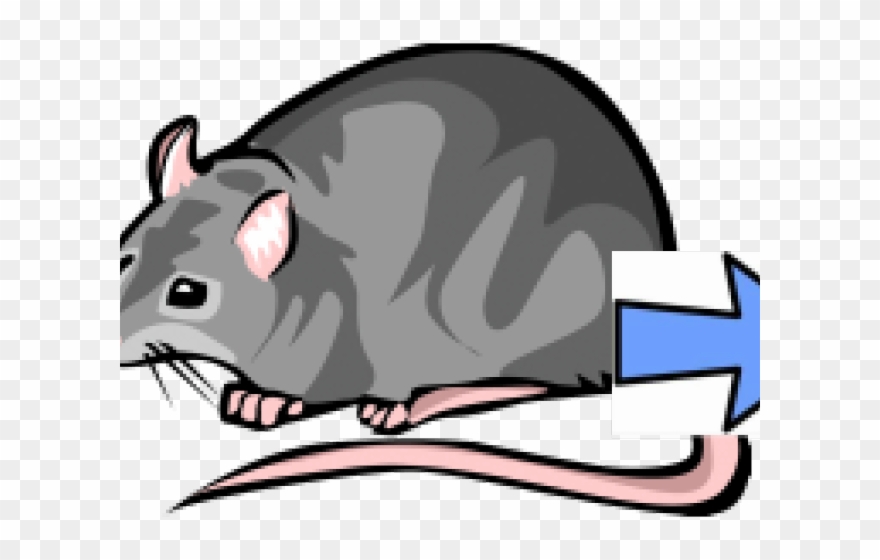 Hawk Clipart Secondary Consumer - Pet Rat Clipart Black And White - Png Download
