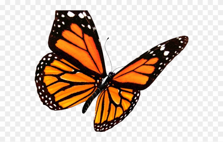 Monarch Butterfly Clipart Flower Drawing - Monarch Butterfly Transparent Background - Png Download