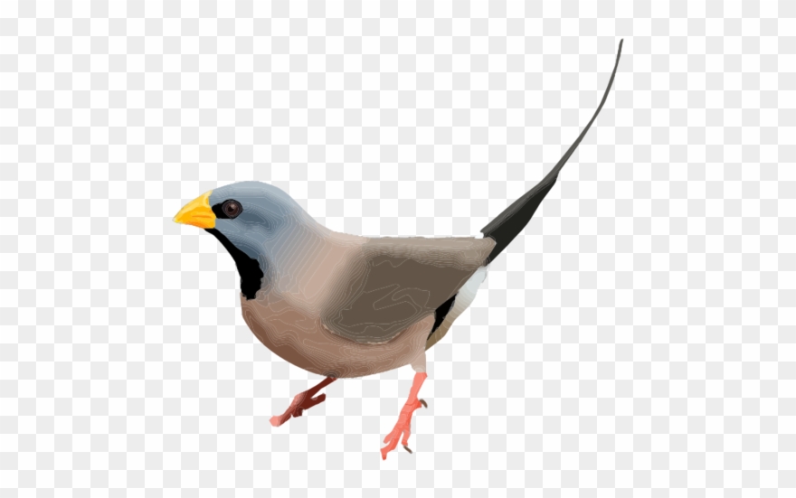 Finch Png Photos - Long Tailed Finches Clipart