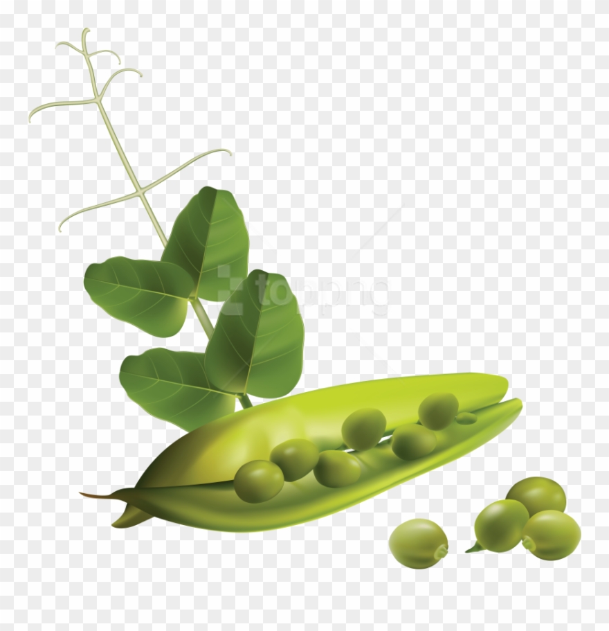 Download Pea Clipart Png Photo - Free Vector Vegetables Transparent Png