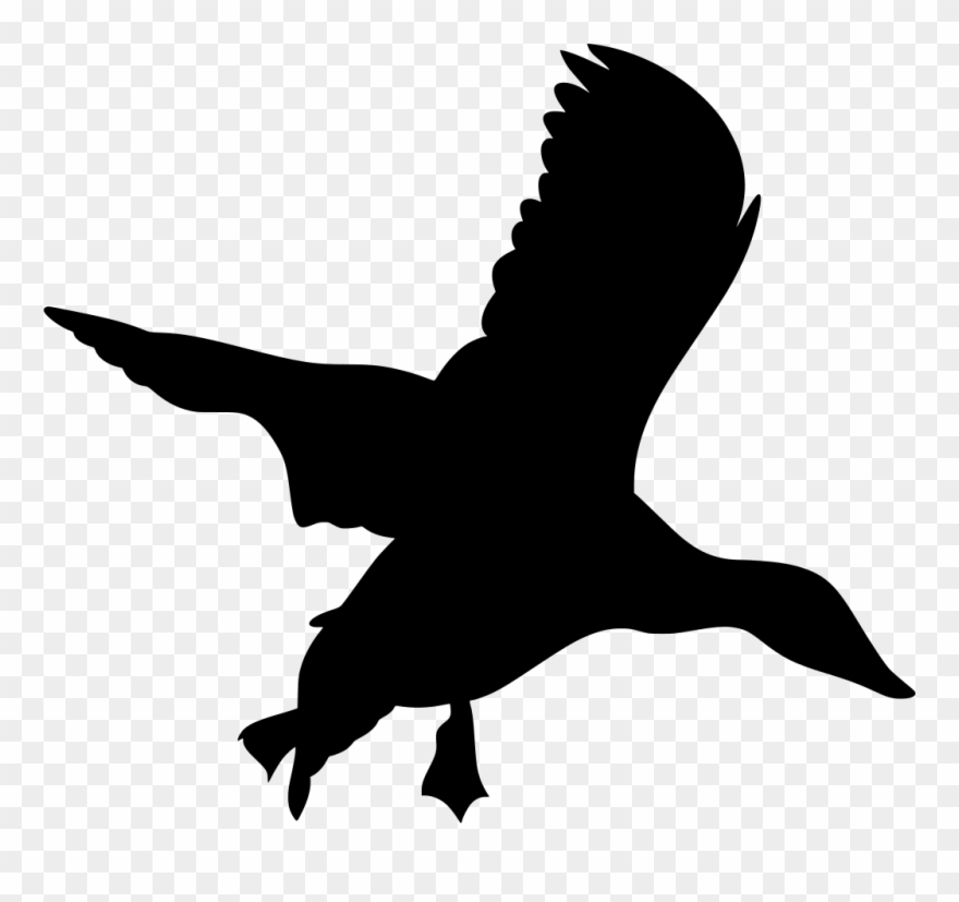 Download Png - Wild Duck Clipart