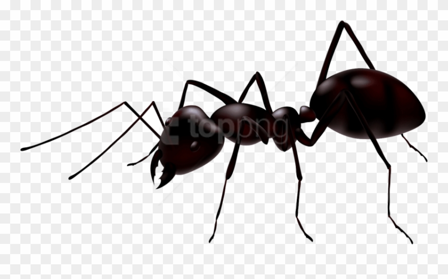Free Png Download Ant Clipart Png Photo Png Images - Ant Png Transparent Png