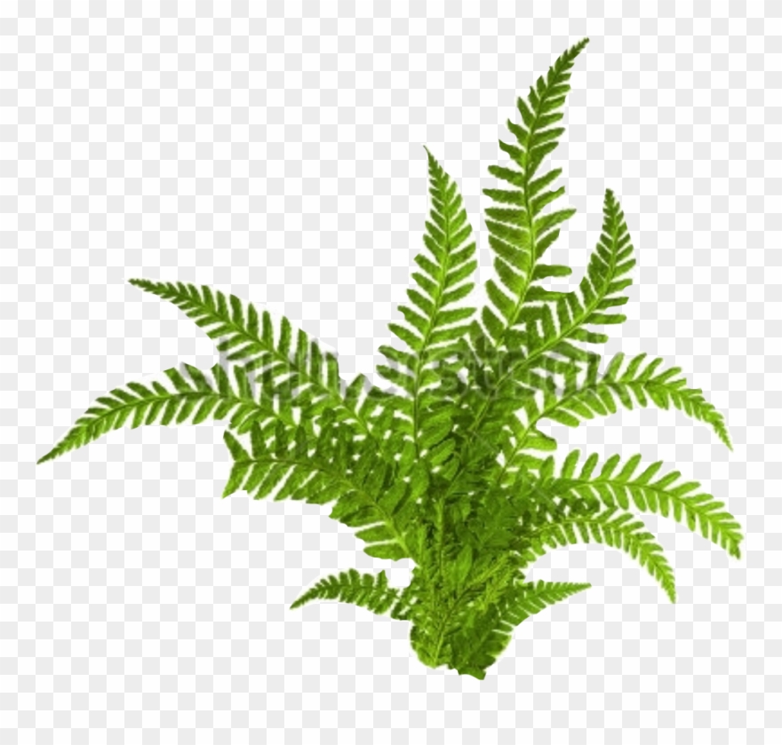 Fern Sticker Clipart