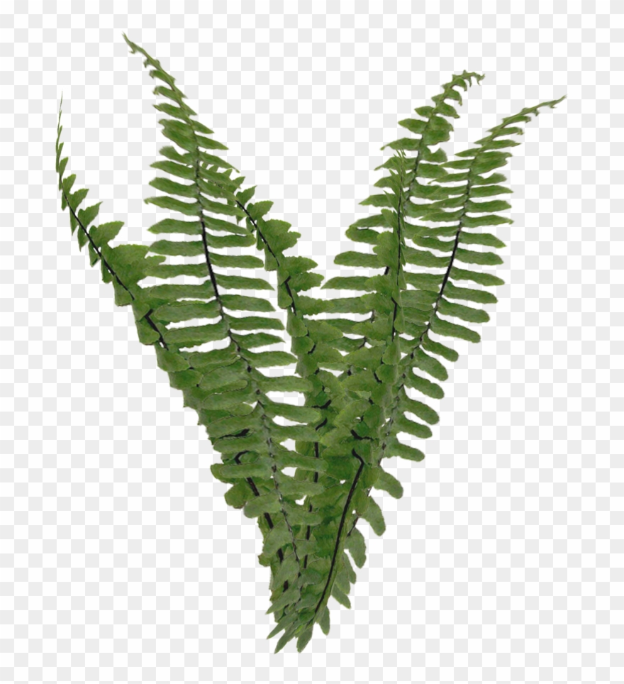 Ferns Png - Transparent Background Png Foliage Clipart