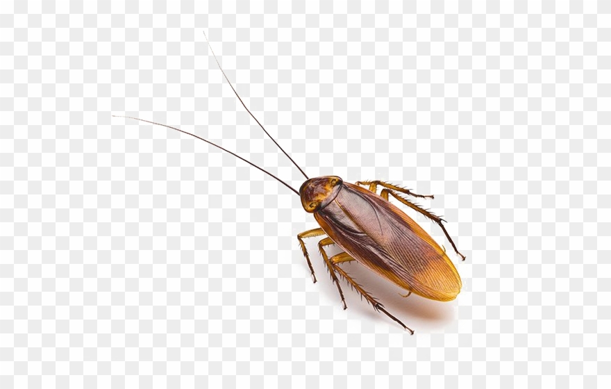 Cockroach Allergens Clipart